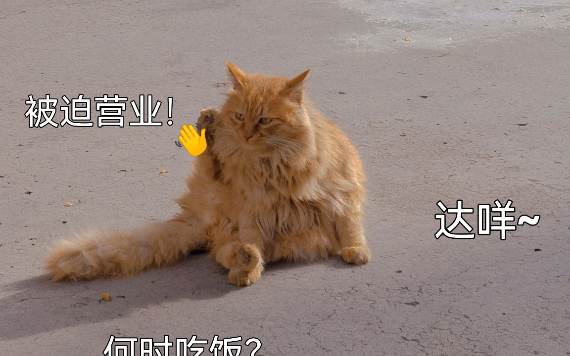 哈哈哈,猫的表情包哔哩哔哩bilibili