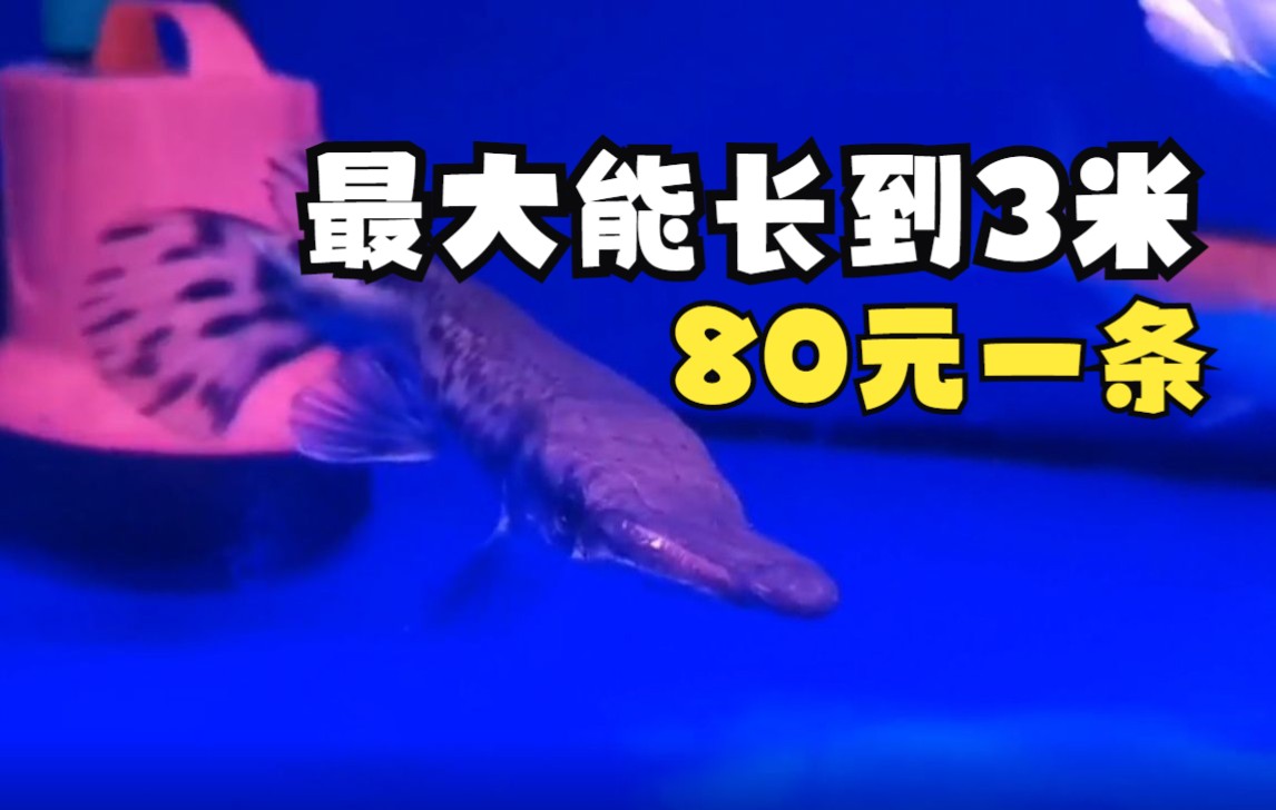 国内多地围捕“怪鱼”鳄雀鳝,济南部分水族店仍在售卖哔哩哔哩bilibili