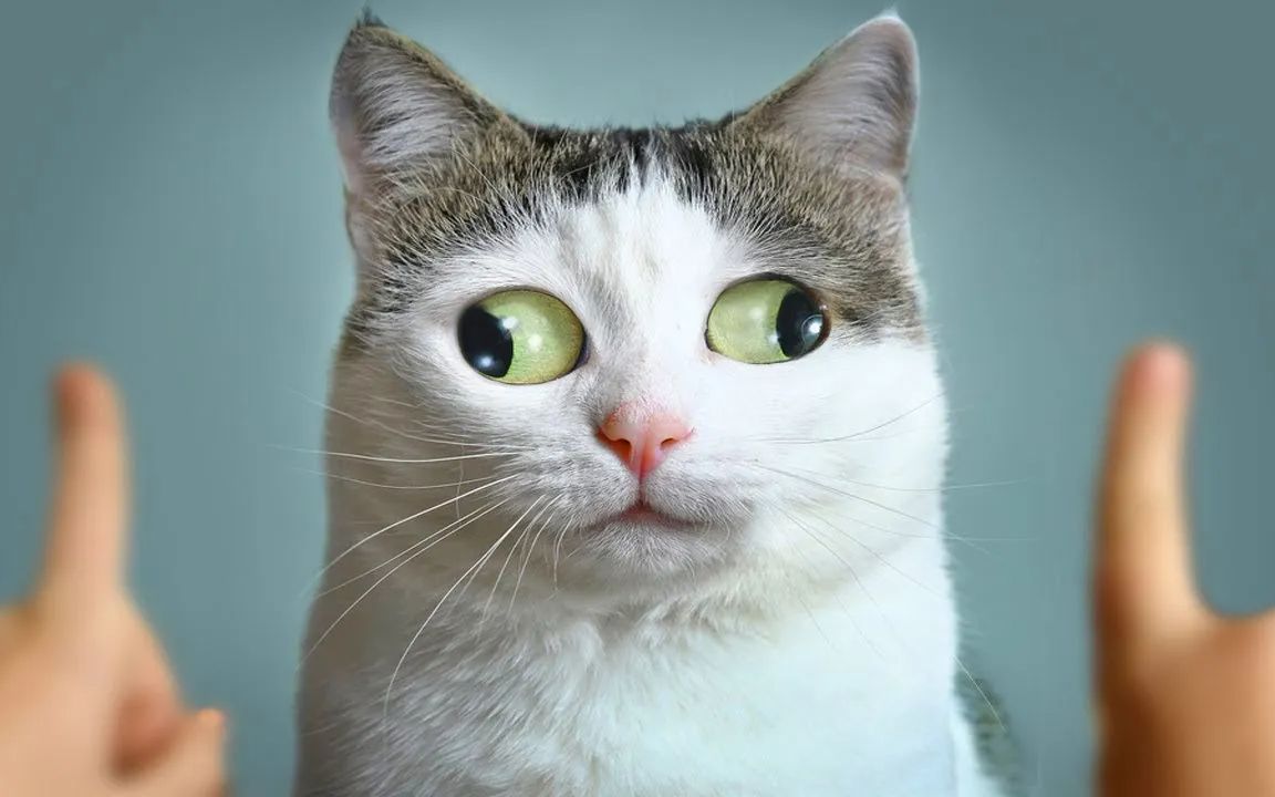 沙雕猫咪大赏_哔哩哔哩_bilibili