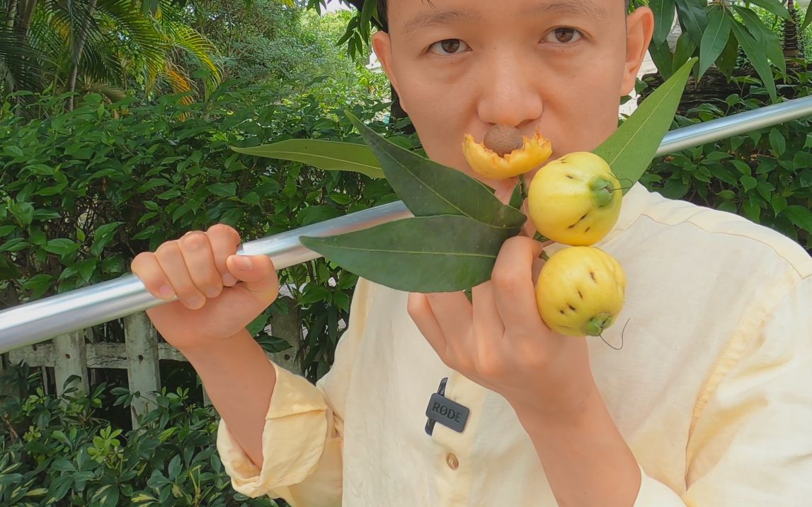 [图]【水果猎人】蒲桃摇动如响鼓，还有玫瑰香。