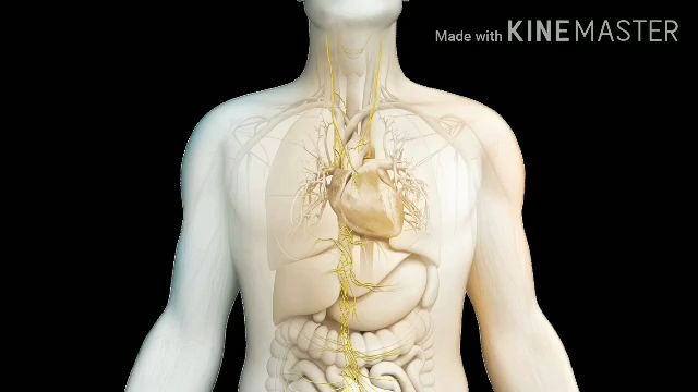 [图]NERVE REGENERATION-Repair Nerve ConnectionsActivate Growth-Heal Nerve Damage_Cel