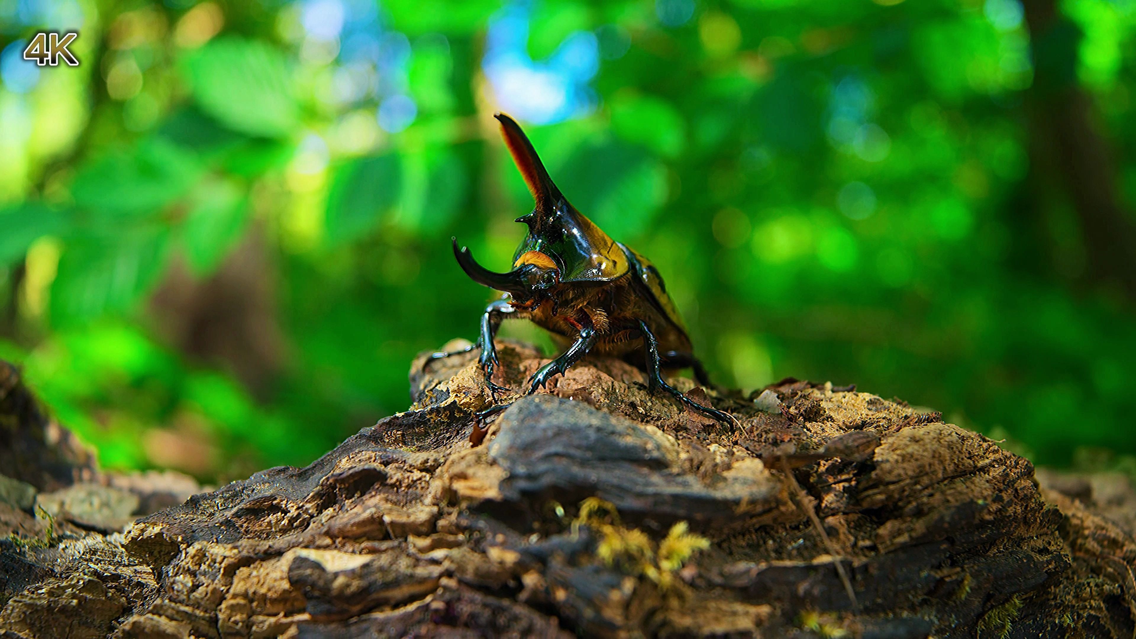 微观动物世界13