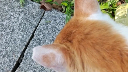 [图][流浪猫投喂系列#3]独自用餐的大橘