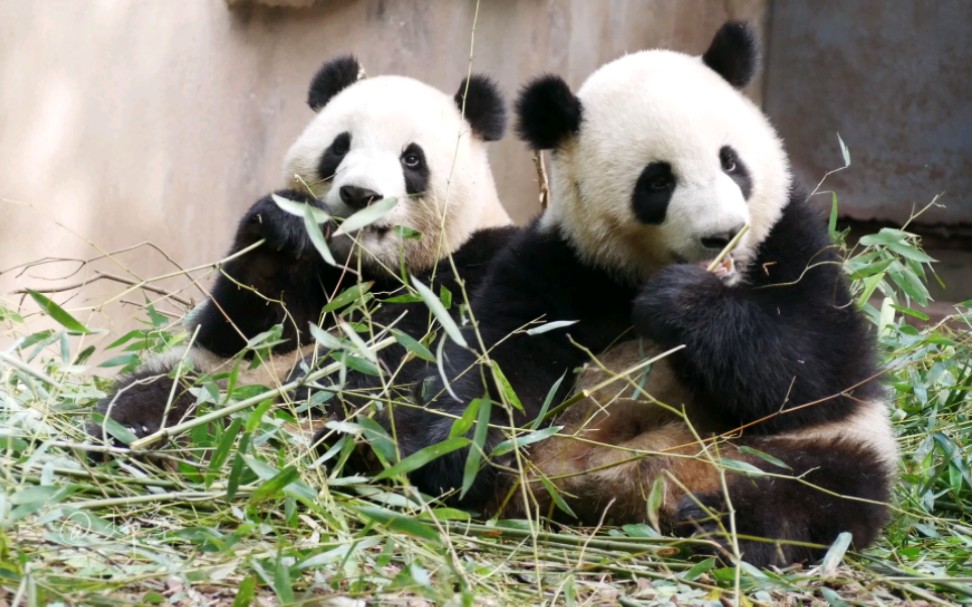 陪陪金喜哥哥又要陪陪茱萸妹妹,福双很忙的!