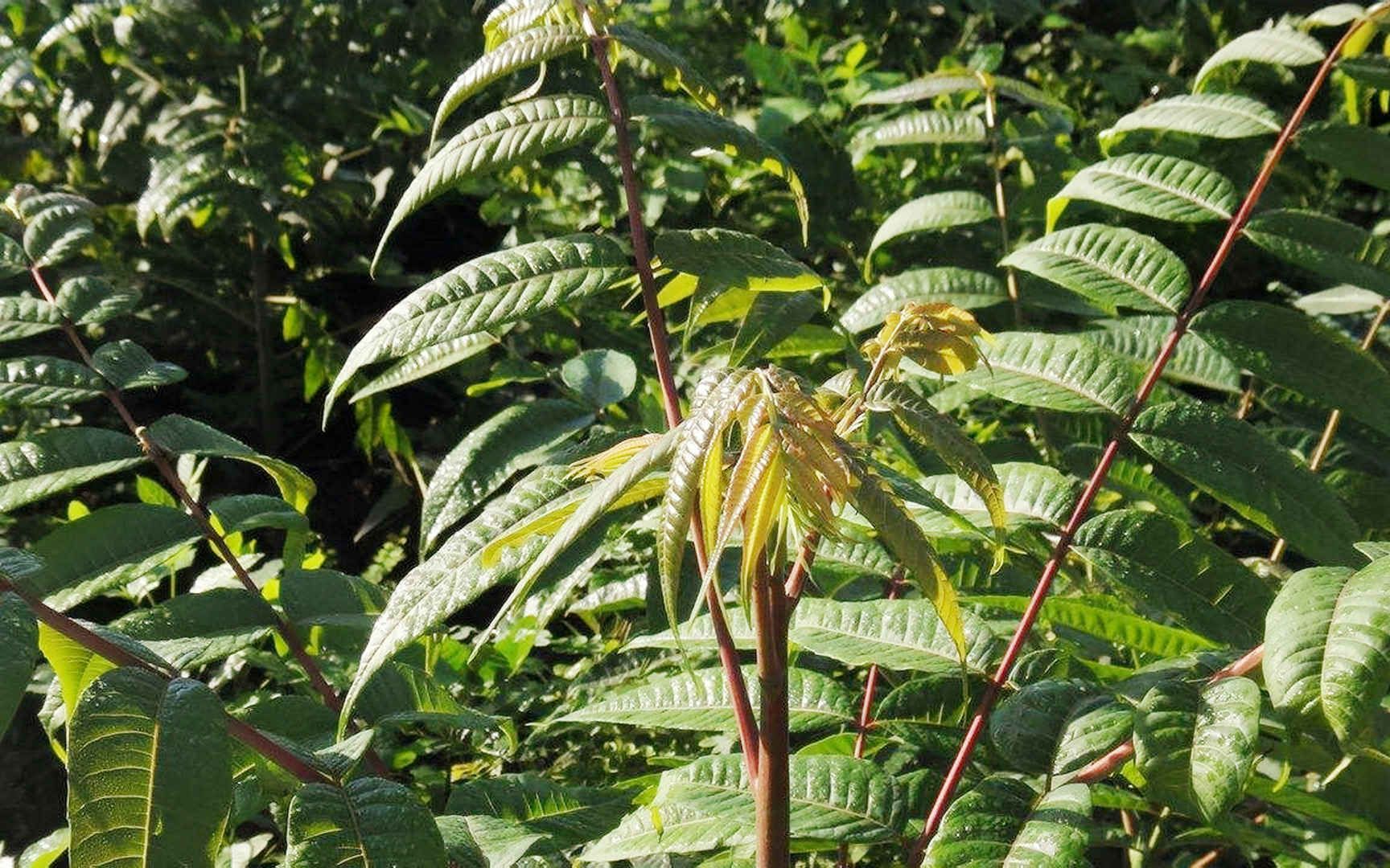 另类说三农:农村"树王"臭椿树,还有一段美丽的传说