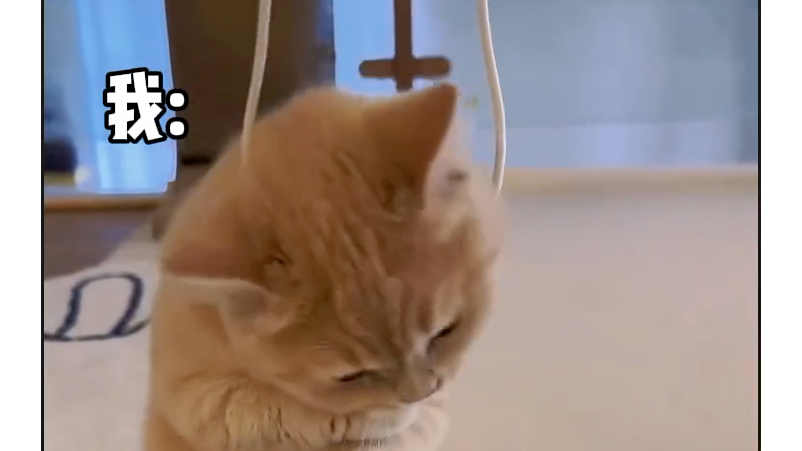 猫咪生气了,自己上吊了!