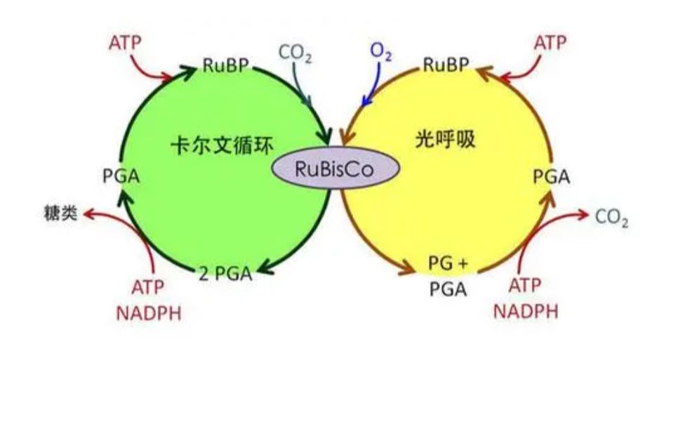 光呼吸!含义、特点、作用、意义、经典高考题!干旱、高光强、高氧条件下光呼吸的作用 O2和CO2竞争Rubisco酶 C4C3植物比较,高考生物必看!哔哩...