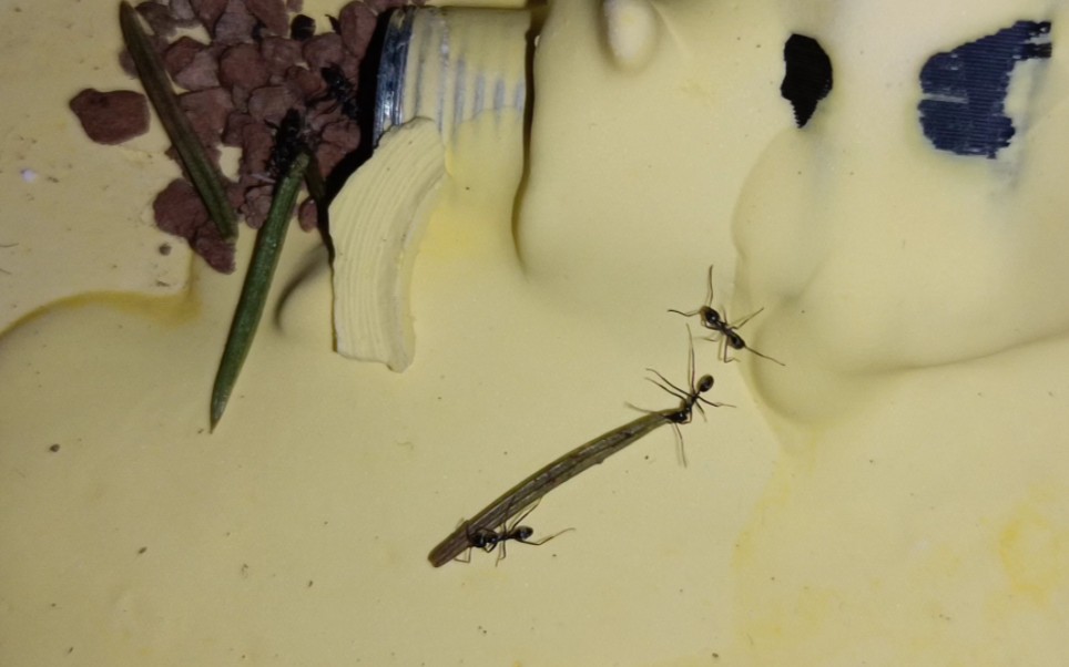 扁平虹臭蚁使用松针装饰洞口