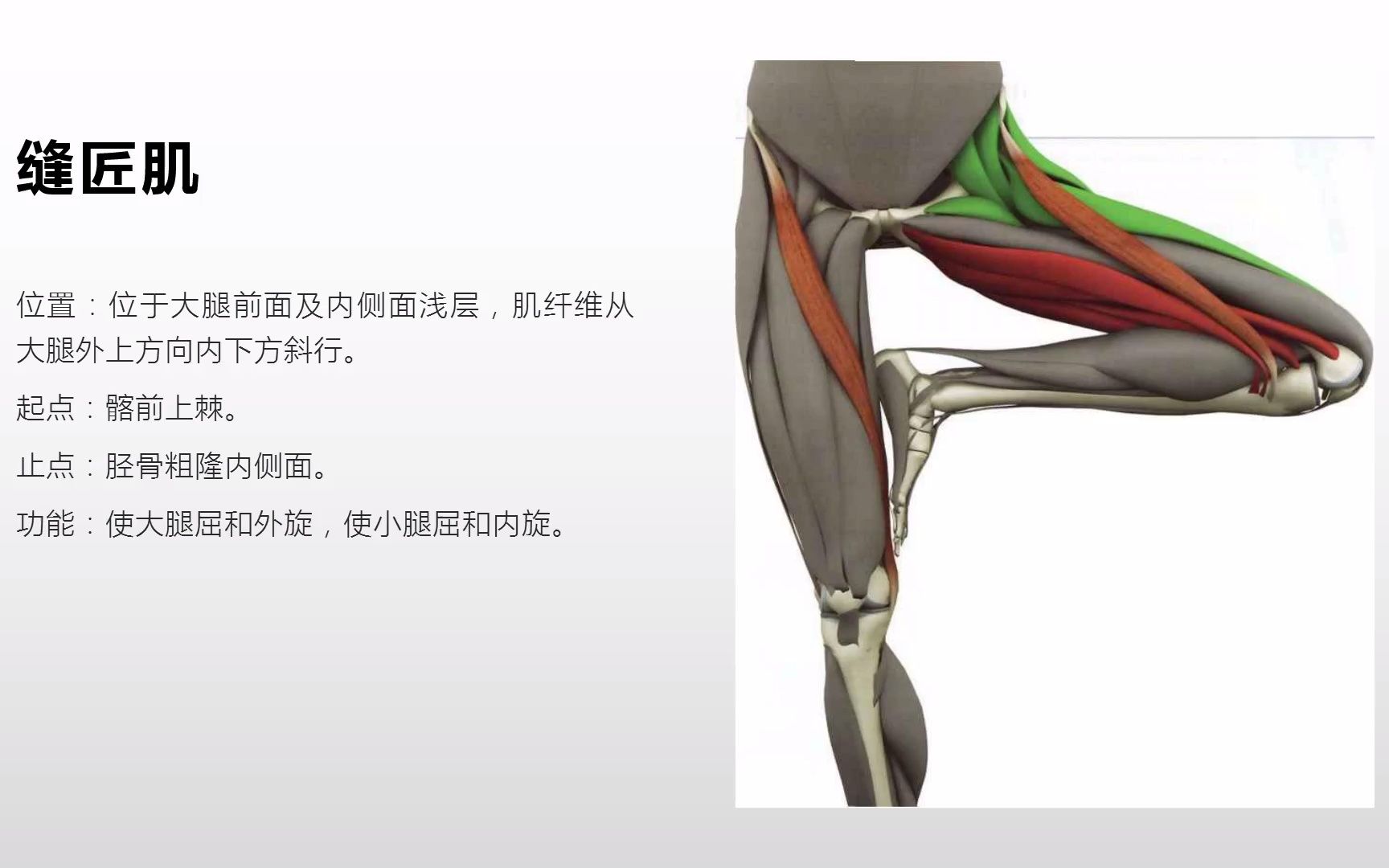 [图]系统解剖学-下肢肌之大腿肌的前群