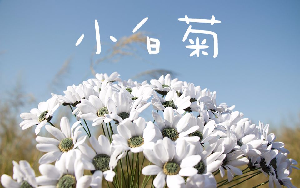 【小森式】小白菊/菊花手工烫花教程 造花/布花 原创DIY哔哩哔哩bilibili