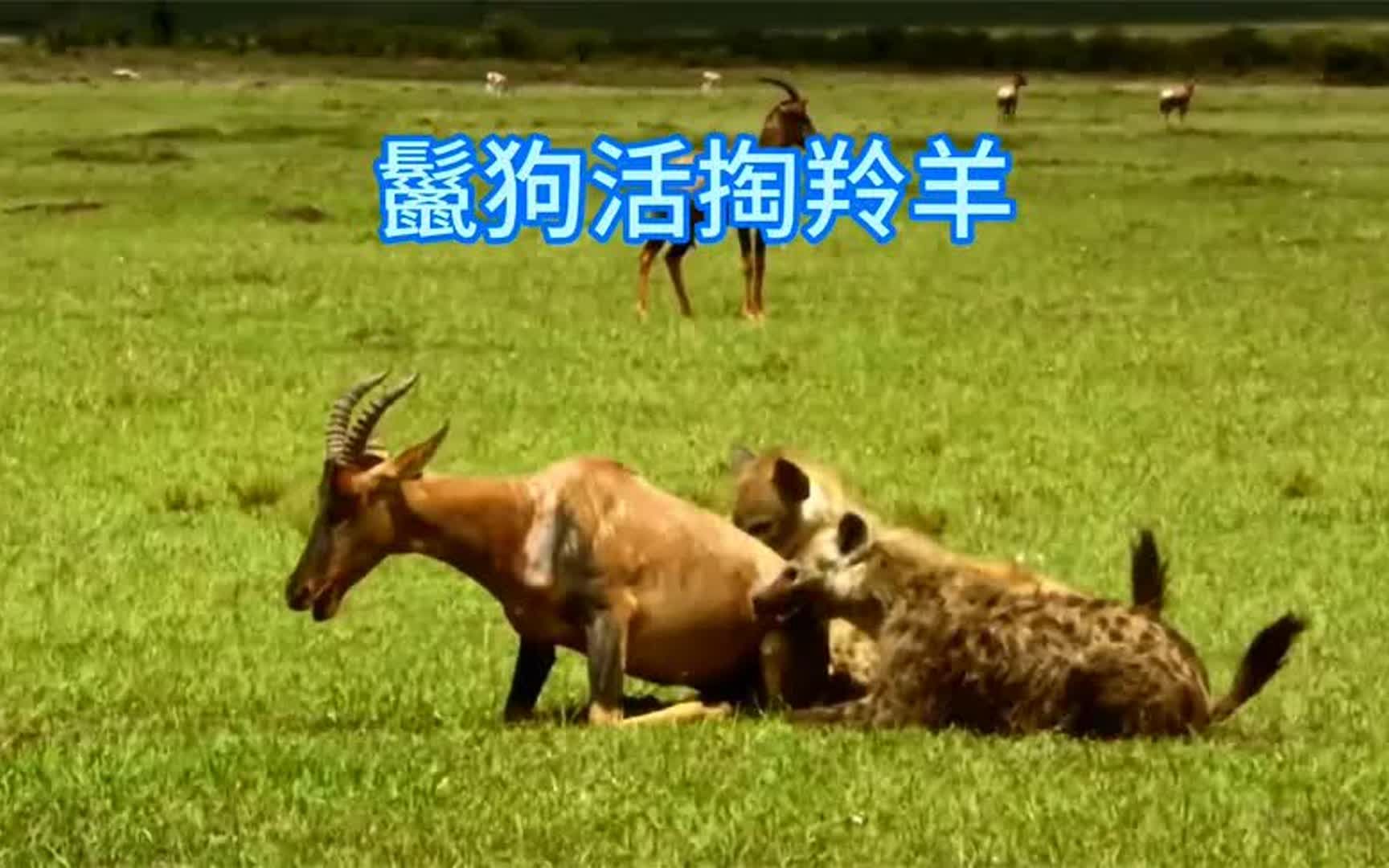 鬣狗最凶残的狩猎,直接把羚羊扑倒活掏,简直是生不如死