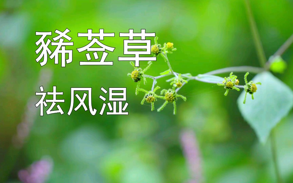 祛风草功效(祛风草:缓解风湿痛,舒缓肌肉疼痛的好帮手)