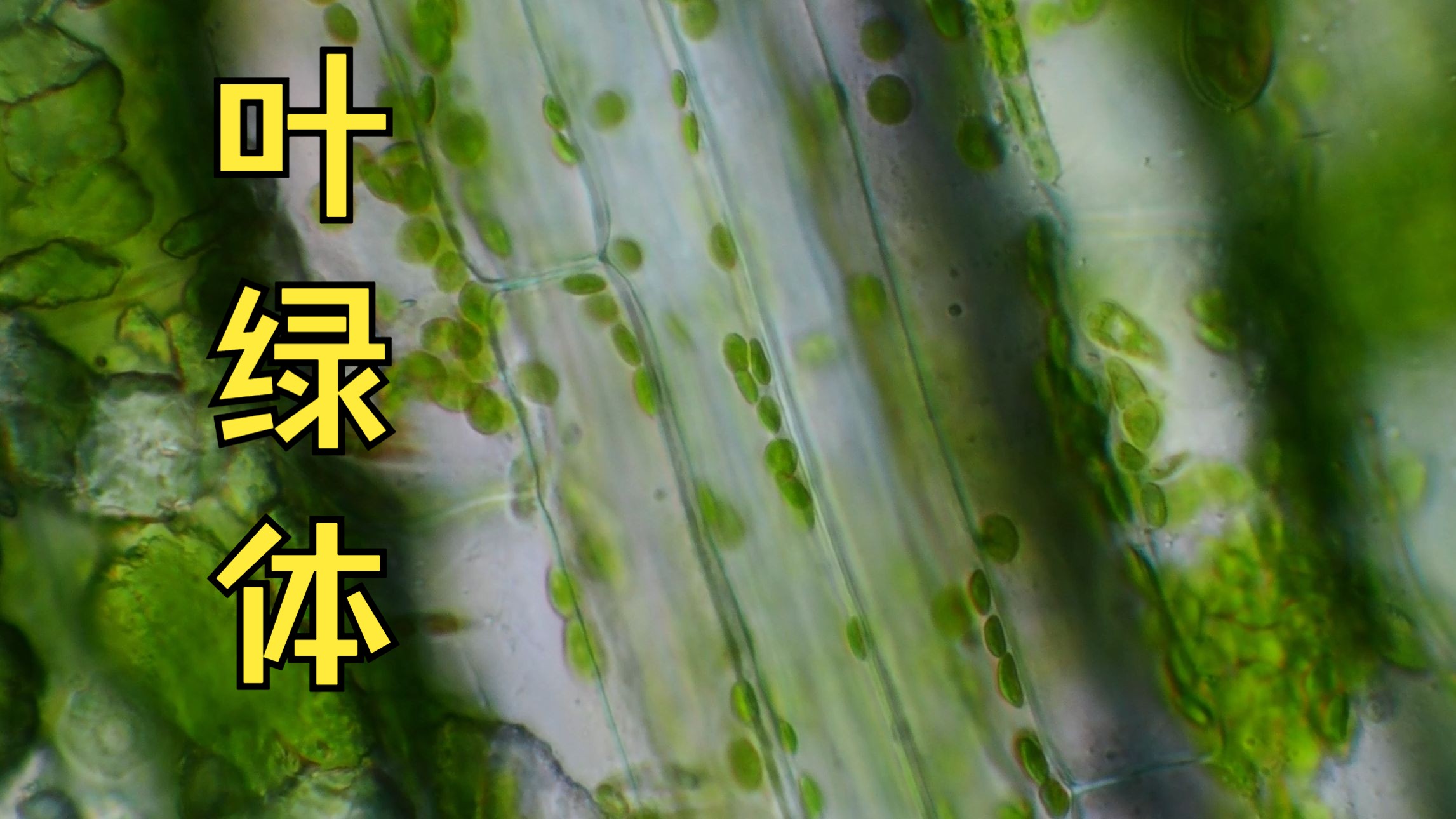 叶绿体随胞质环流流动