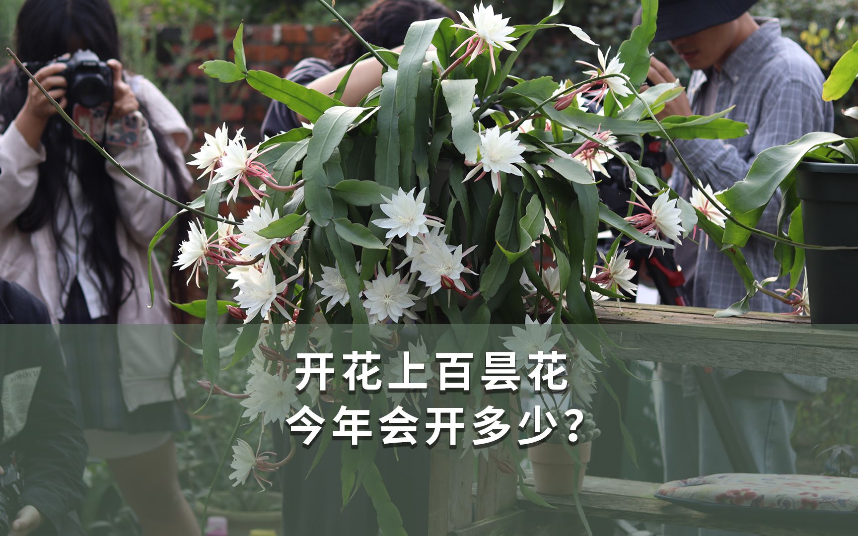 开花上百的昙花,今年会开多少?哔哩哔哩bilibili