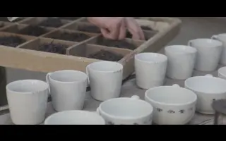 红茶用木头产的？咋回事，世界三大高香祁门红茶告诉你#魅力工业旅游短视频大赛#安徽国润茶业