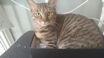 爱吃西兰花 花椰菜 的可爱小猫牛奶君 哔哩哔哩 Bilibili