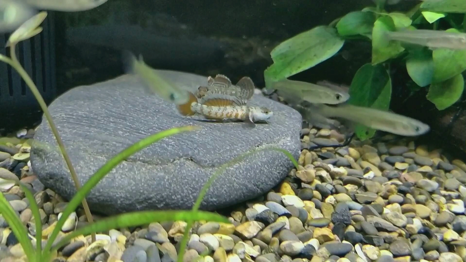 【原生鱼】周氏吻虾虎鱼 公母对吼