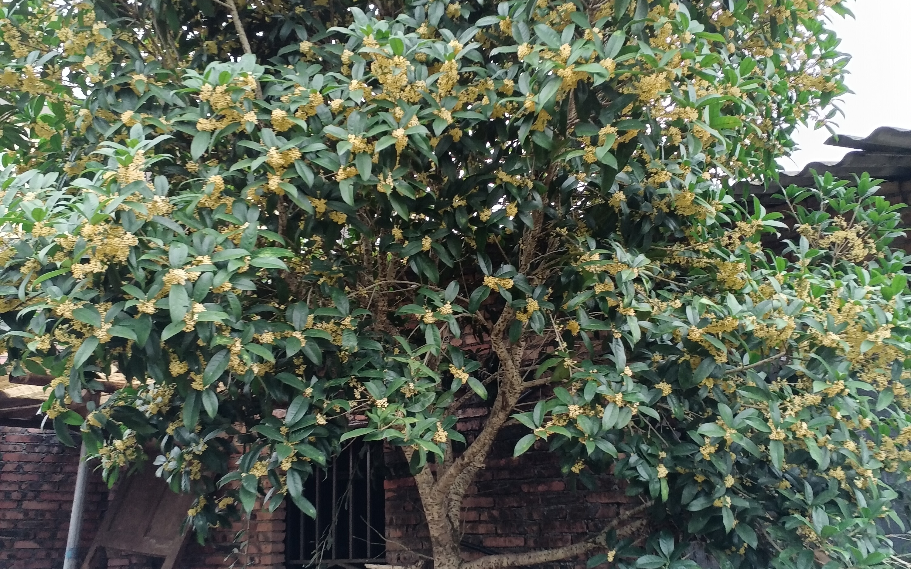 桂花树真实图片