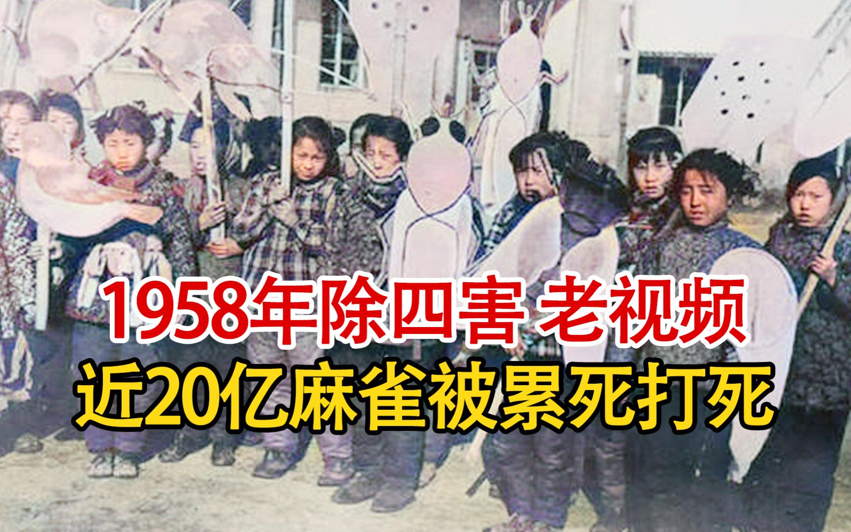 实录1958年除四害打麻雀的真实影像记录,近20亿只麻雀被累死打死!哔哩哔哩bilibili