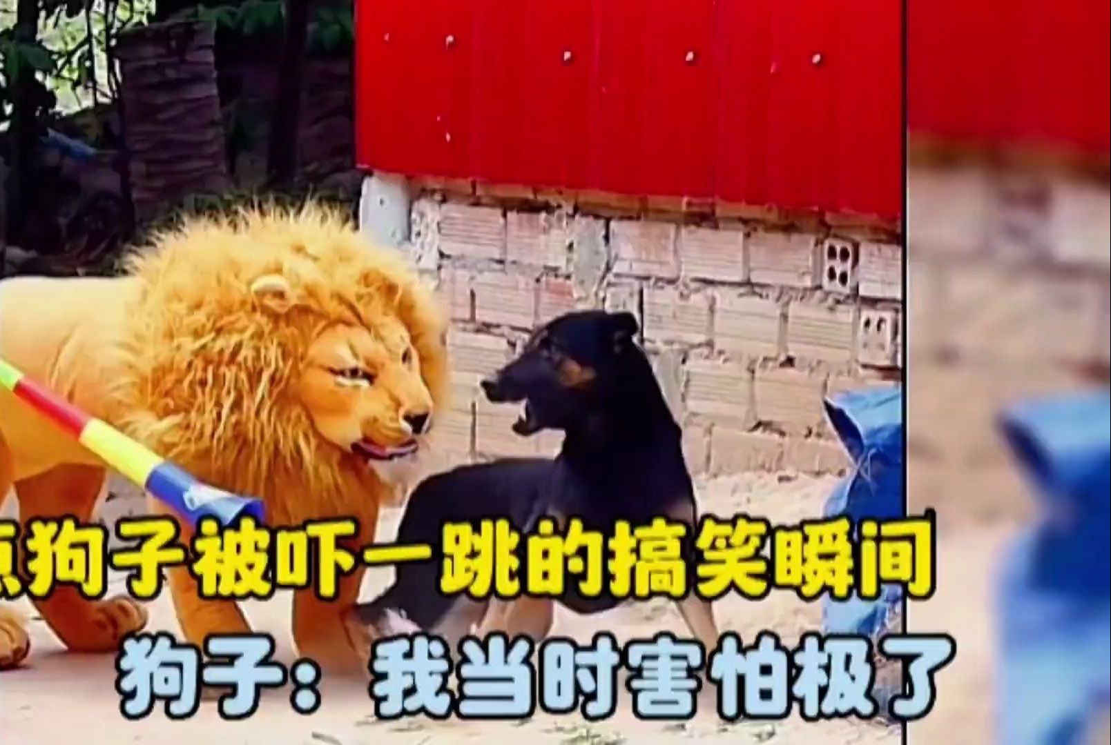 盘点动物被吓一跳的真实反应,猫咪直接原地起飞,太损了