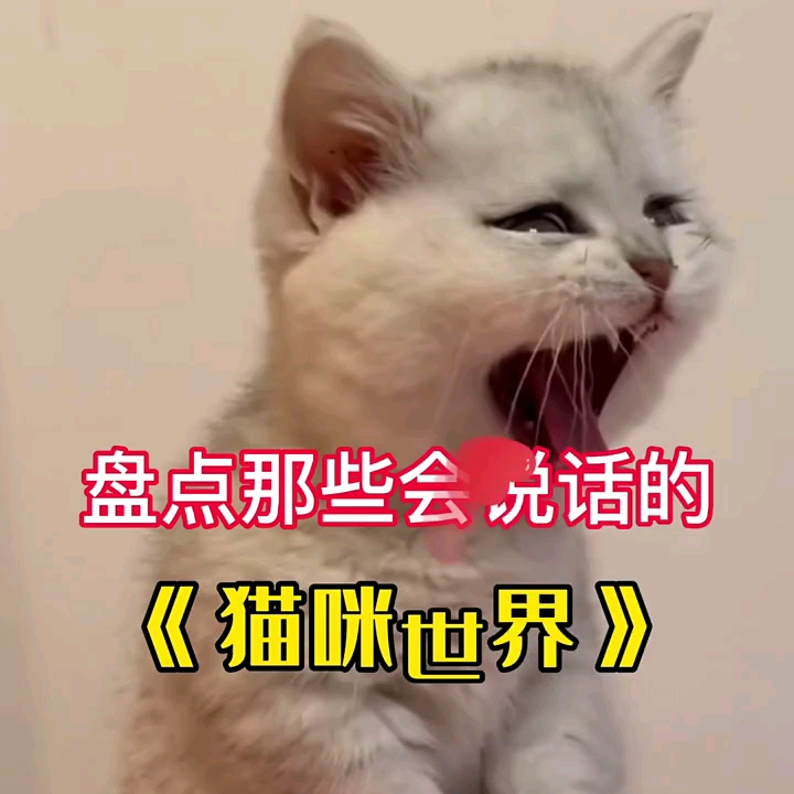 《盘点那些会说话的猫咪》哔哩哔哩bilibili