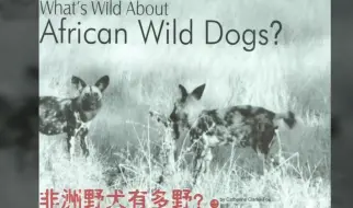 Download Video: What's wild about African wild dogs？ 非洲野犬有多野？