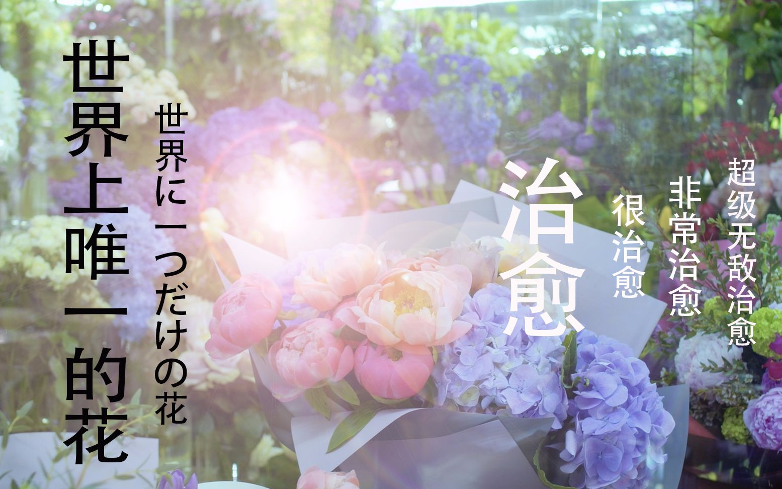 [图]【混剪】|治愈向|【世界上唯一的花】世界に一つだけの花|希望大家都能找到个人价值