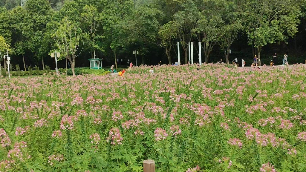 顺德顺峰山公园花海图片