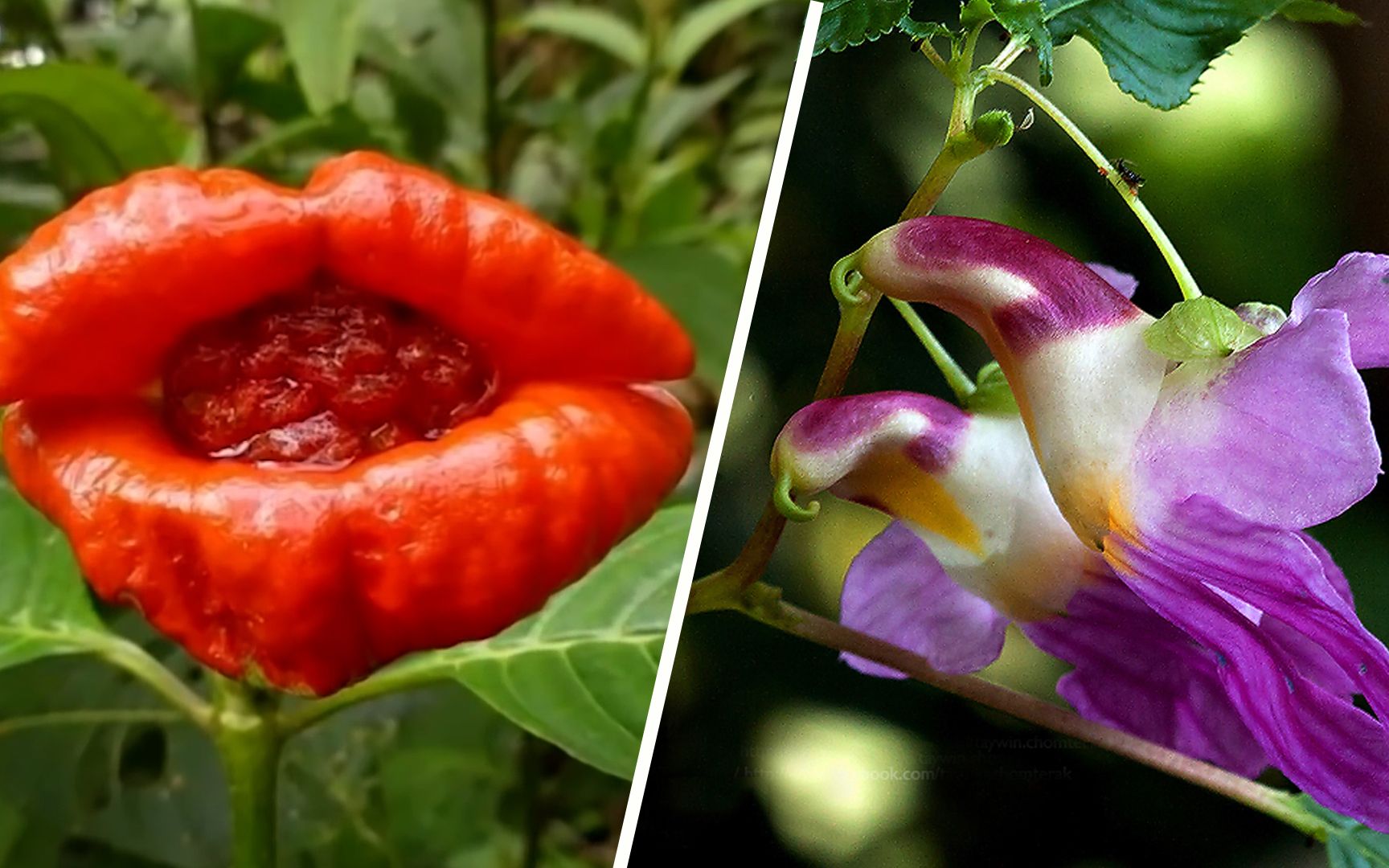 4种十分奇特的花朵,造型千奇百怪,大自然真神奇_哔哩哔哩_bilibili