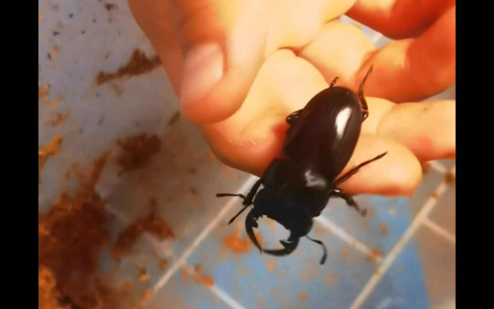 放生视频第二期——十只锹甲和三只可恶的独角仙