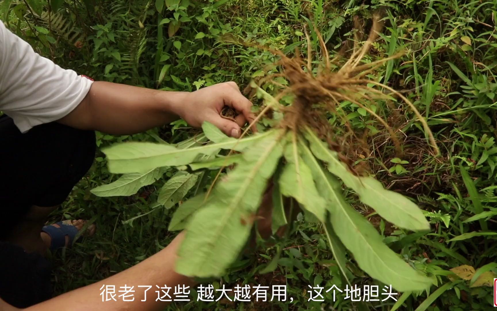 地胆头是植物的根须、都是晒干后拿来煲老鸭汤、有保健养生的功效哔哩哔哩bilibili