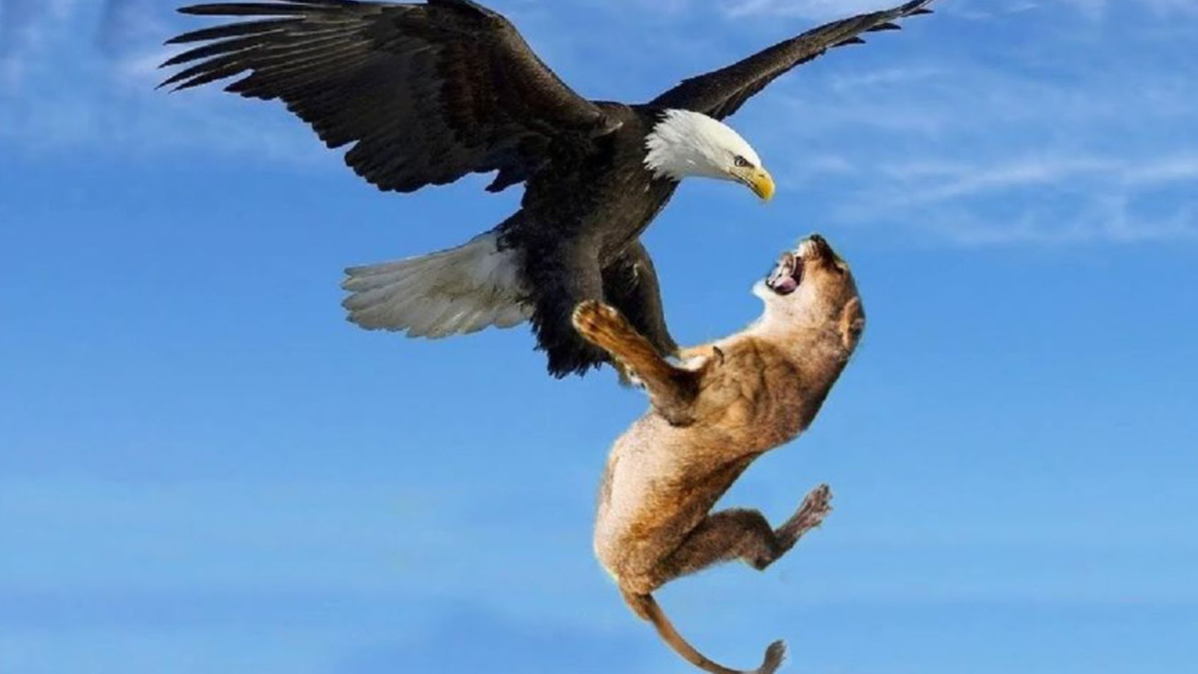 嚣张的老鹰猎杀母狮!狮子却将其瞬间抓住,这下完犊子了!