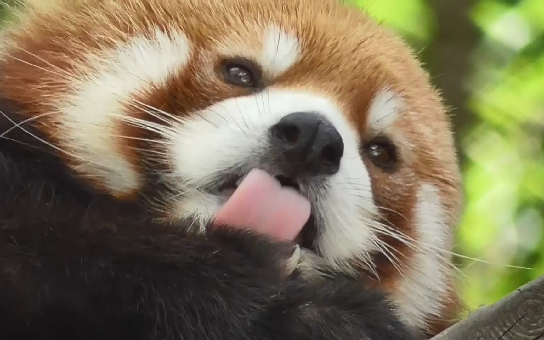 活动  憨憨圆圆握绳子的方法和沉浸式清爪爪【小熊猫】