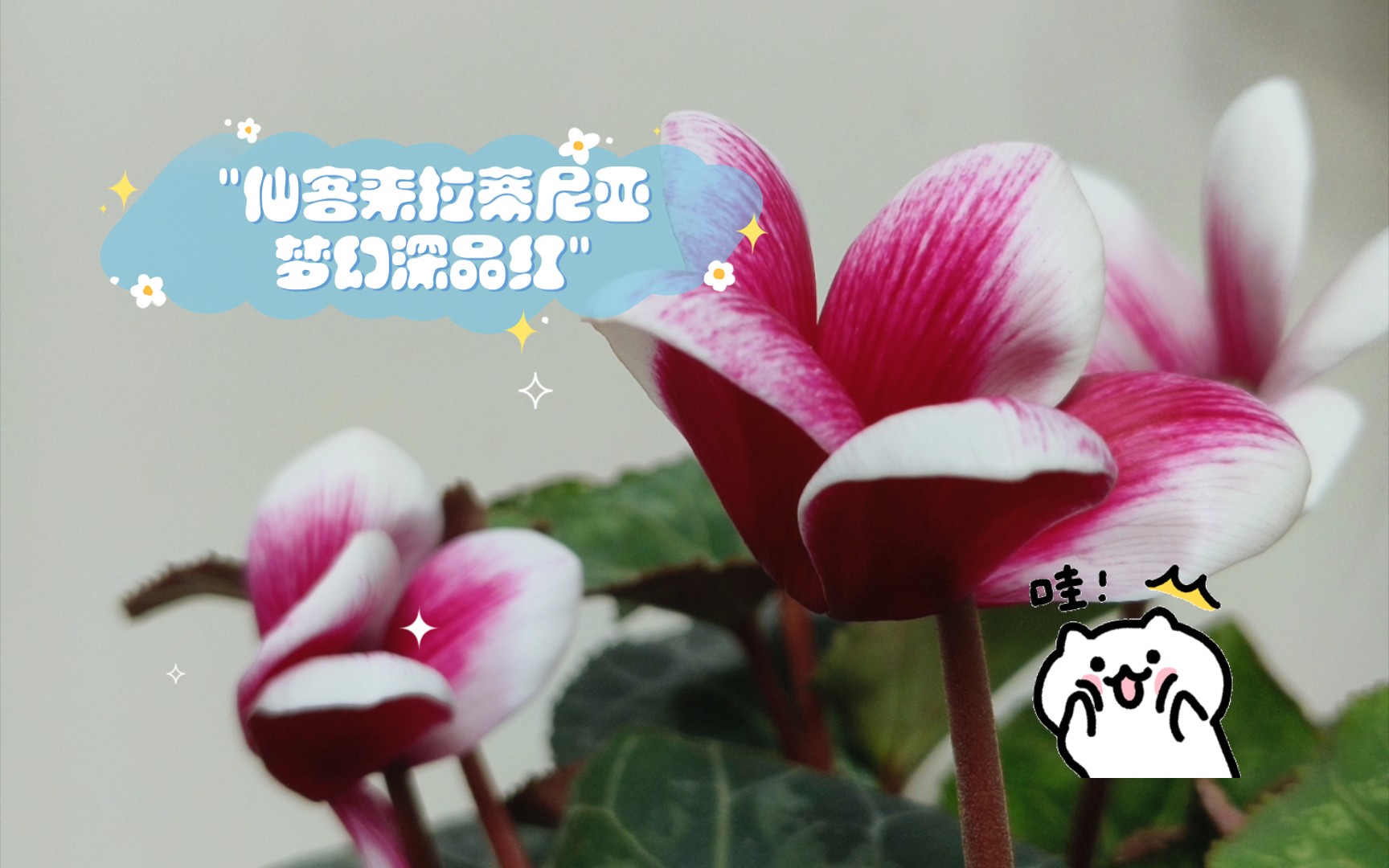 仙客来拉蒂尼亚梦幻深品红