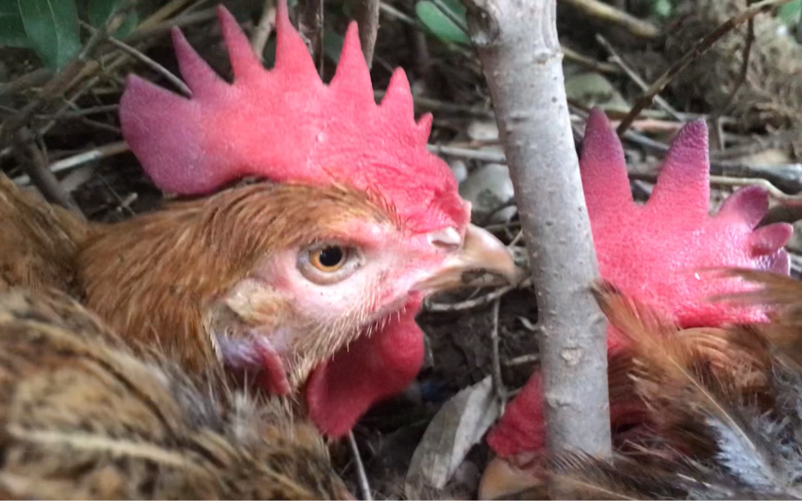 乱扑腾·鸡们洗沙浴