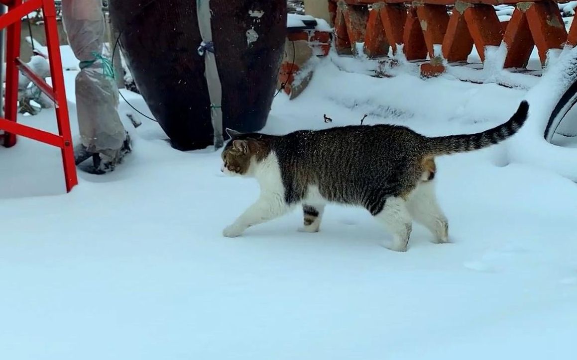 [图]猫咪走路真的是后脚踩前脚印，雪地里看的特别清楚！