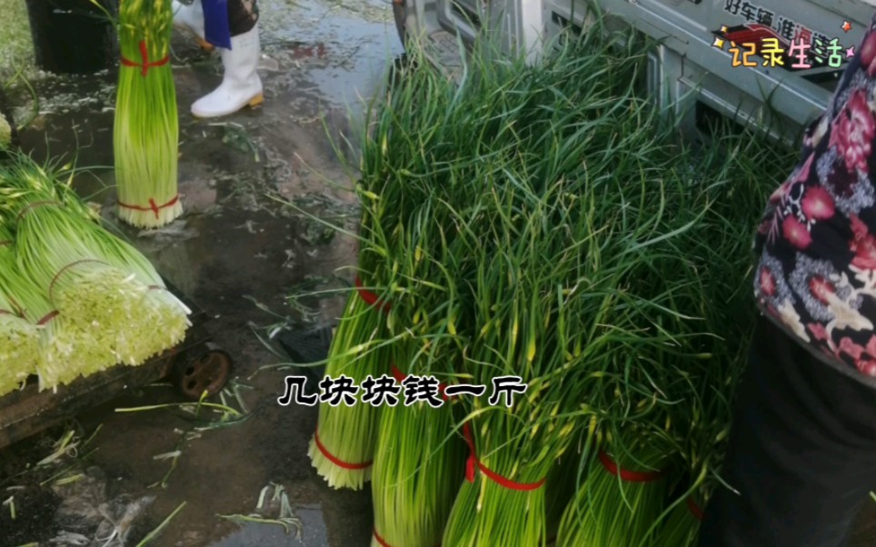 蒜苔一根根滴出来,再困绑好卖到收购商,腰都直不起来,手指头都麻木啦