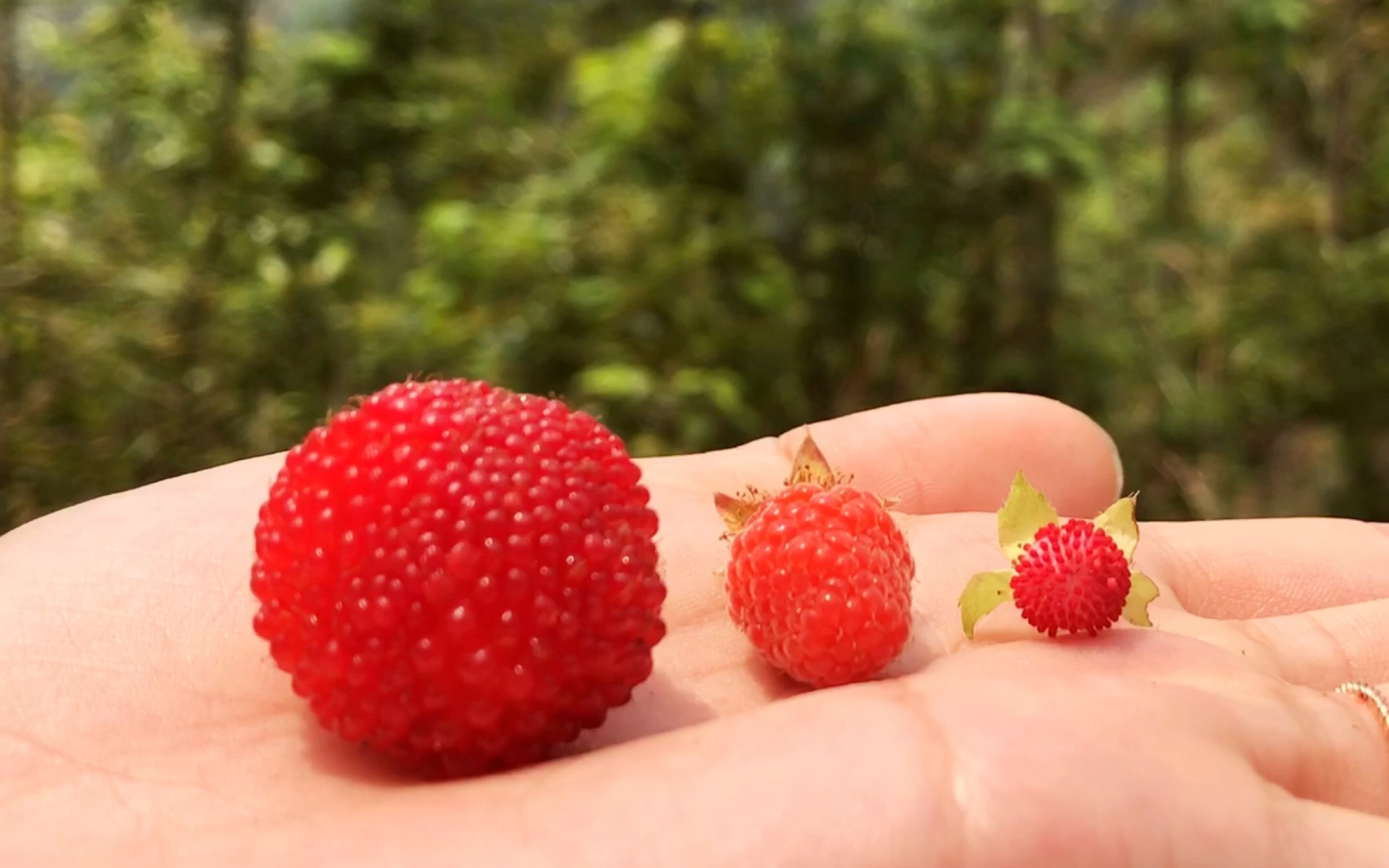 [图]童年的味道，山里这几种野果子你都认识吗？