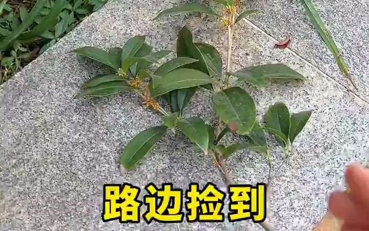 桂花树不用花钱买路边捡到的桂花枝不要扔,在家就能扦插扦插桂花养花小知识哔哩哔哩bilibili