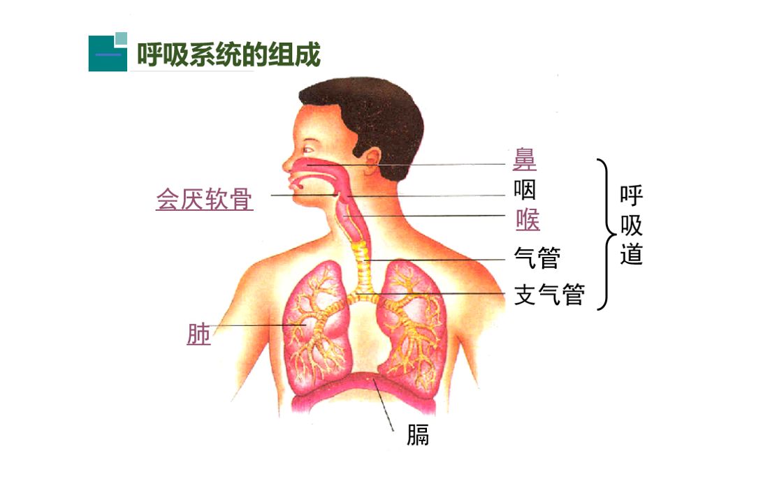人体呼吸系统概念图图片