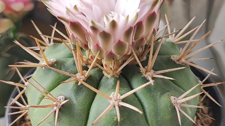 仙人球勇将丸开花啦