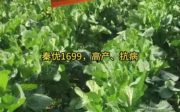 秦优1699,一个抗性一流、 产量一流、谁种谁发的油菜新品种哔哩哔哩bilibili