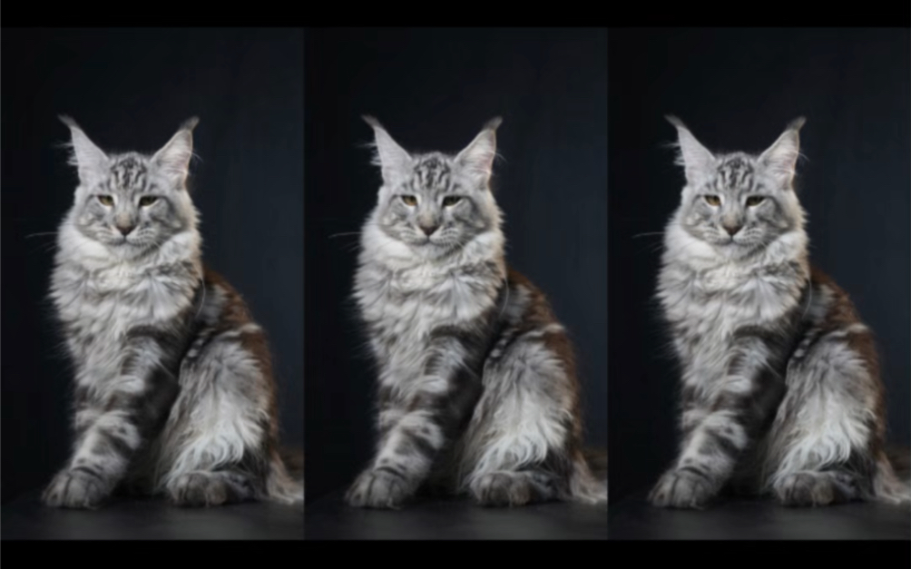 银虎斑缅因猫弟弟