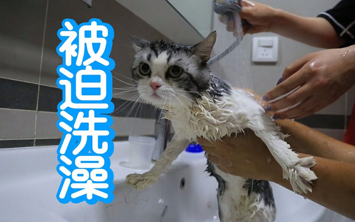 猫咪到底有多讨厌洗澡?