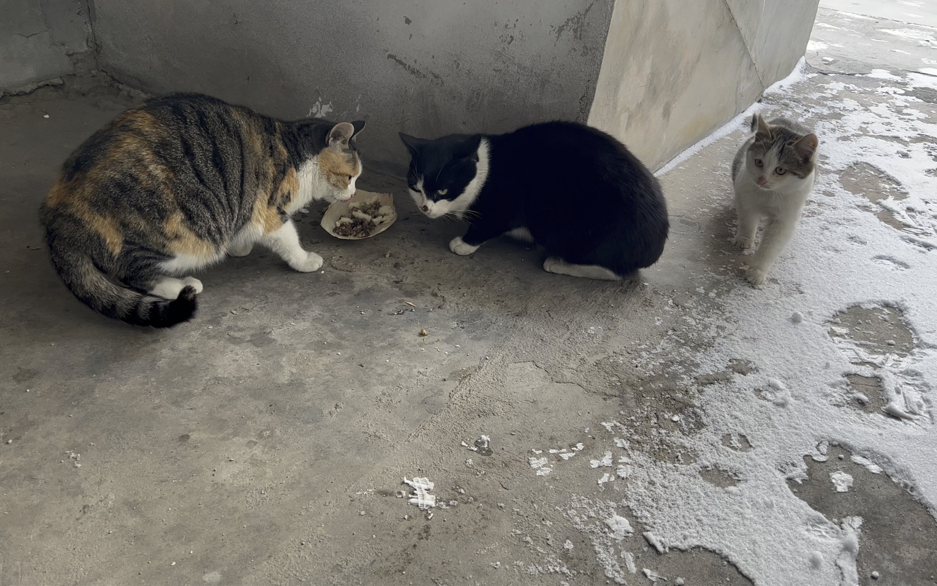 寒冷的冬天请流浪猫一家吃大餐_哔哩哔哩_bilibili