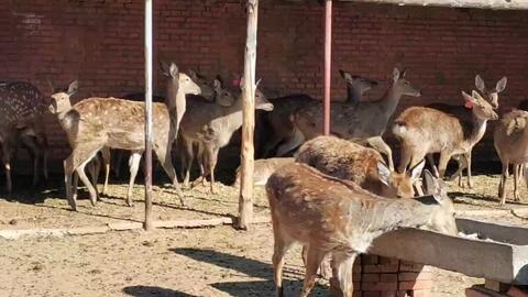 带你走进鹿九州鹿业一号鹿场 哔哩哔哩