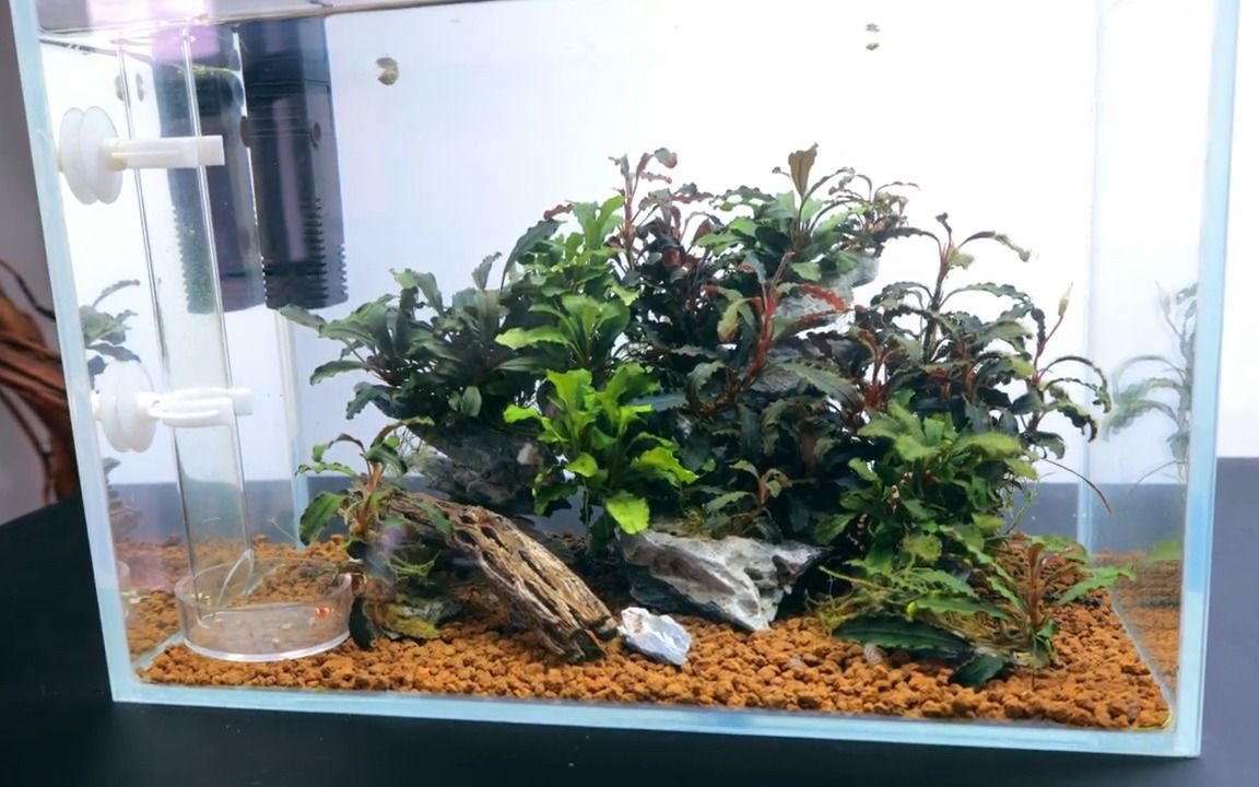 【生态缸】虾缸-使用盆景土壤的新 caridina 虾造景