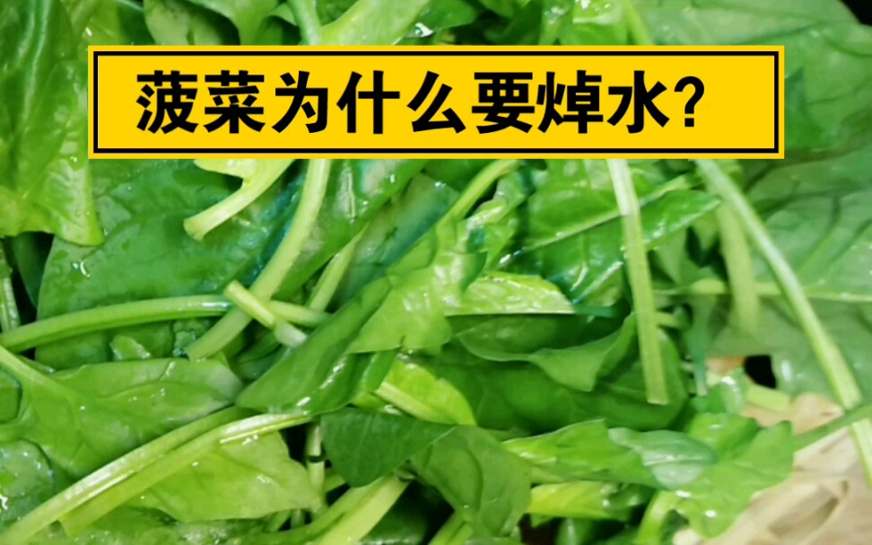 菠菜为什么要焯水图片