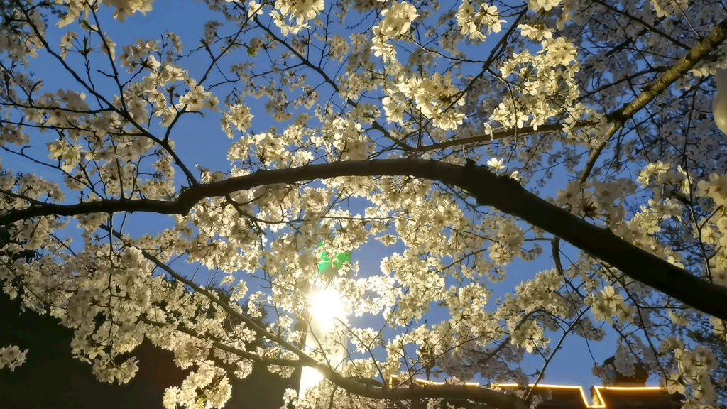 在暴雨來臨前去賞一波夜櫻