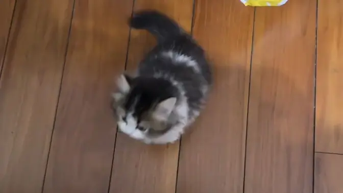 两个月大小猫第一次上床